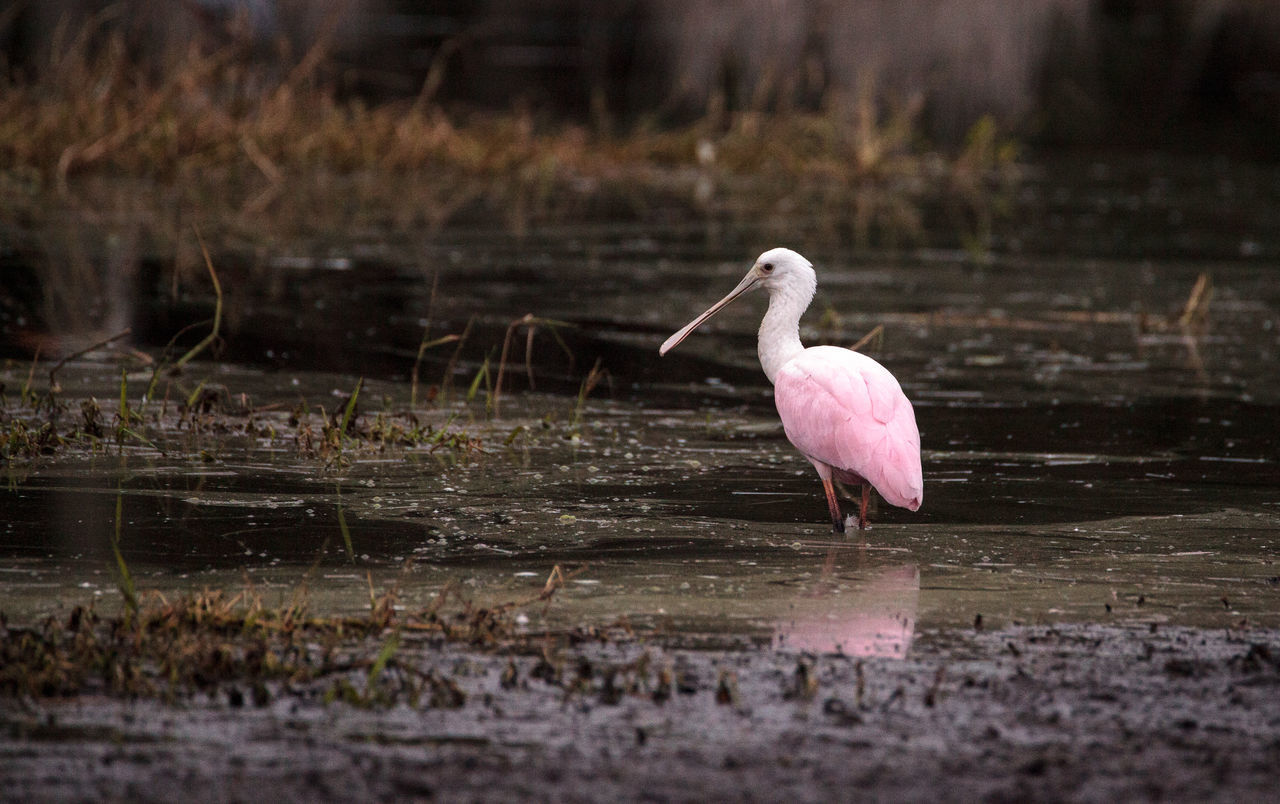 CLOSE-UP OF BIRD IN LAKE