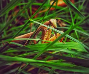 Close-up of lizard on grass