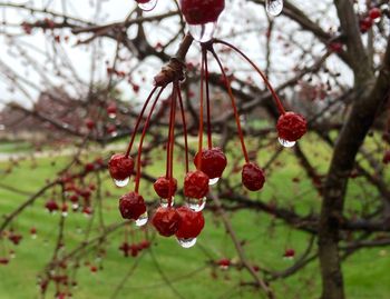 Close-up of red berries growing on tree