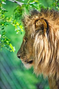 Lion in profile striding through his territory