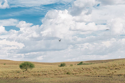 View of birds on landscape against sky