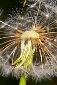 Close-up of dandelion on plant