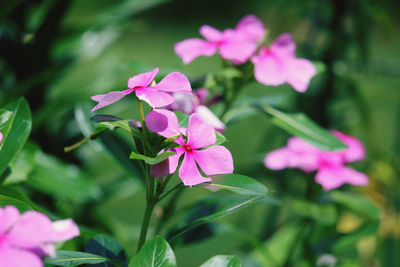 Close-up of pink flowering plant