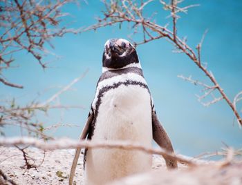 Low angle view of penguin on snow covered field