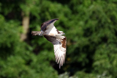 Bird flying in a forest