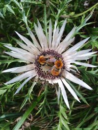 Close-up of insect on flower