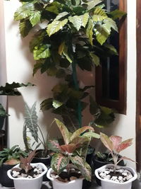 Close-up of potted plants at home