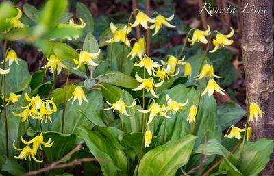 Close-up of yellow flowers blooming outdoors