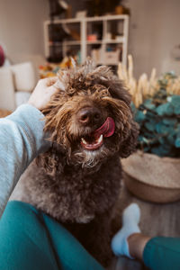 pet
