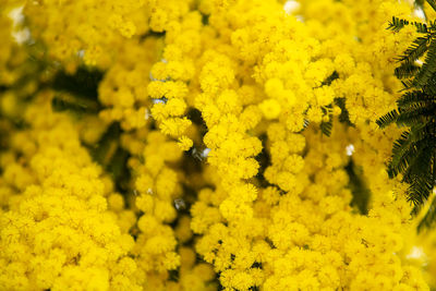 Close-up of yellow flowering plant