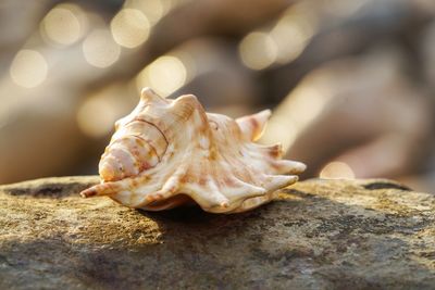 Close-up of seashell on rock