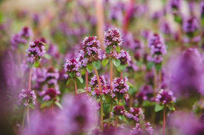 Close-up of pink flowering plants