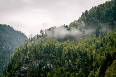Panoramic view of trees and mountains against sky
