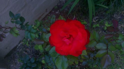 High angle view of red flowers blooming outdoors