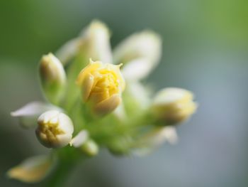 Close-up of yellow flower blooming outdoors