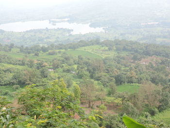 Scenic view of forest against sky