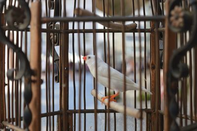 View of bird in cage