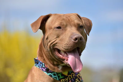 Close-up portrait of a dog