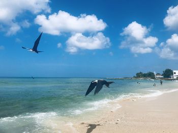 Frigate flying over sea