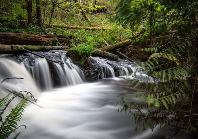 Scenic view of waterfall in forest