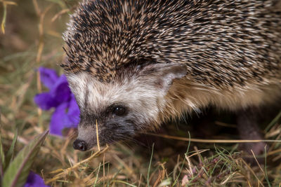Close-up of an animal on field