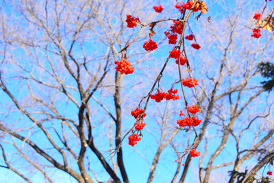 Low angle view of red flowering tree against sky