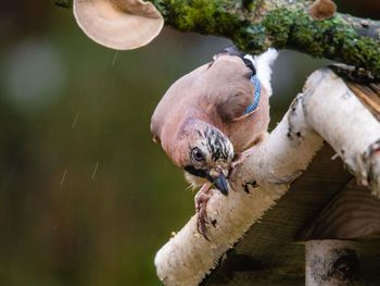 View of jaybird on wood