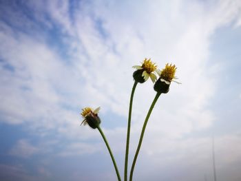 Close-up of yellow flowers blooming against sky