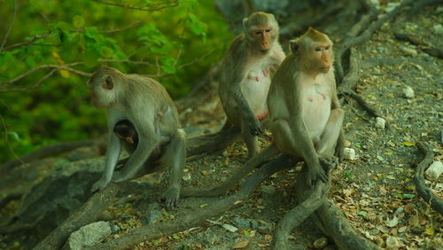 Monkeys sitting in a park