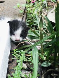 Close-up of cat on plant