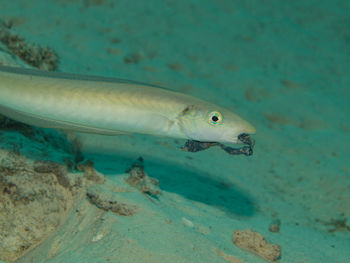 animal
