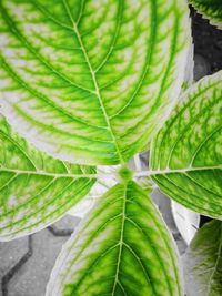 Close-up of fresh green plant