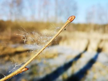 Close-up of plant on field during winter