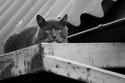 Close-up of cat on metal railing