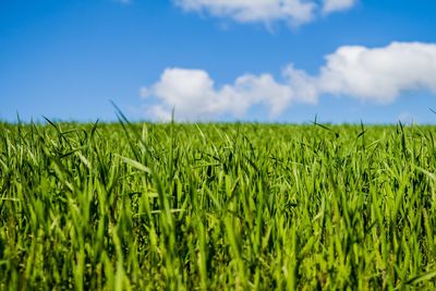 Scenic view of field against cloudy sky