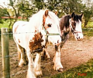 Horses in a field