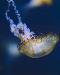 Close-up of jellyfish swimming in sea