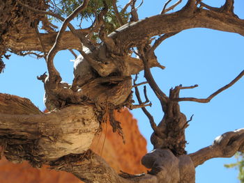 Low angle view of bare tree against clear sky