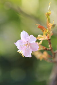 Close-up of flower blooming outdoors