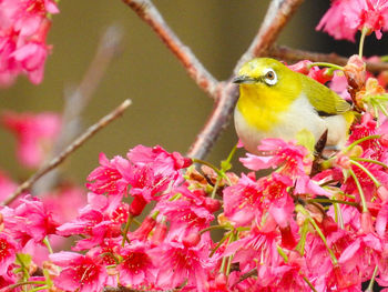 Close-up of bird perching on pink cherry blossom