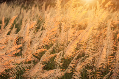 Full frame shot of crops on field