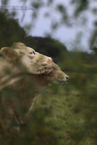 Cows curing each other