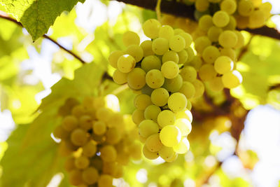 Close-up of grapes growing on tree