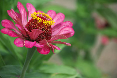 Close-up of pink flower