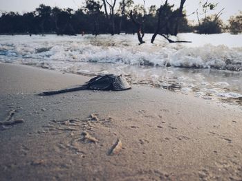 View of driftwood on beach