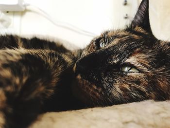 Close-up of cat lying down