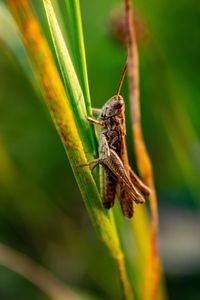 Close-up of insect on plant