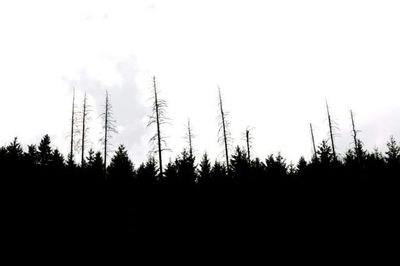 Scenic view of trees against sky