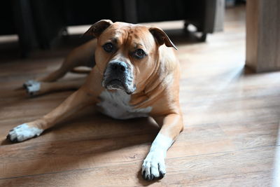 Brown staffordshire dog laying on the ground at home looking at the camera