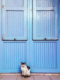 Cat sitting against blue door